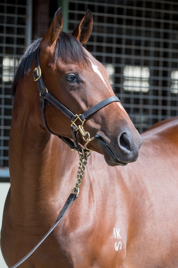 Air force blue racehorse clearance